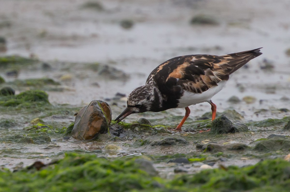Tournepierre à collier - ML651809015