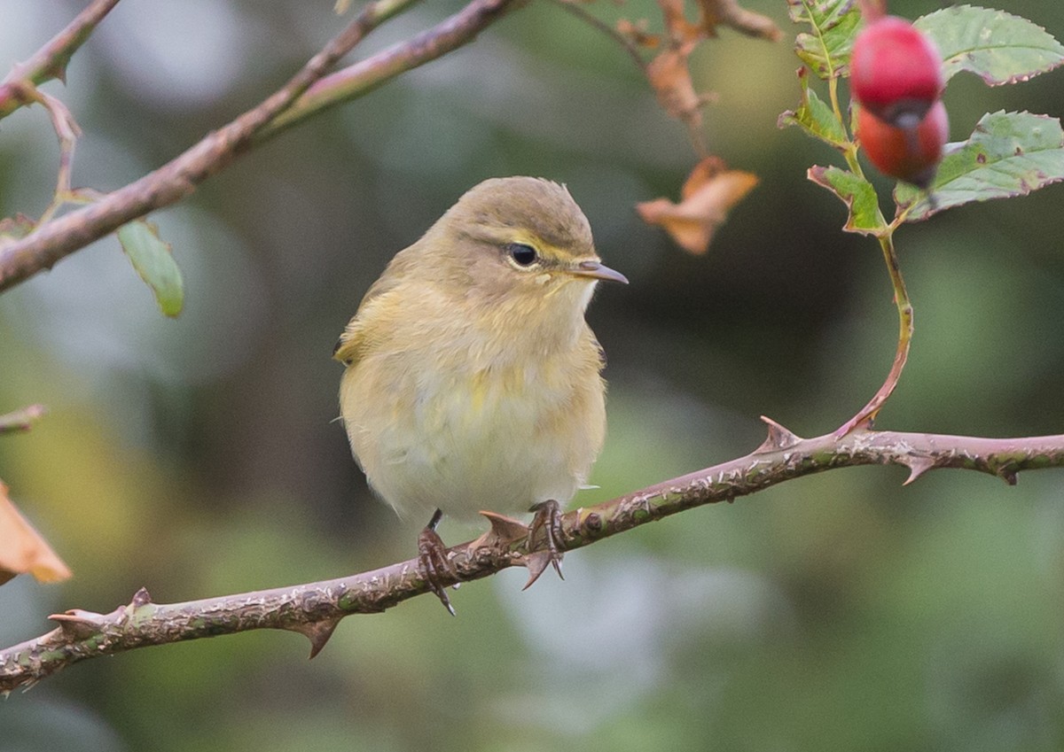 Pouillot véloce - ML651809019