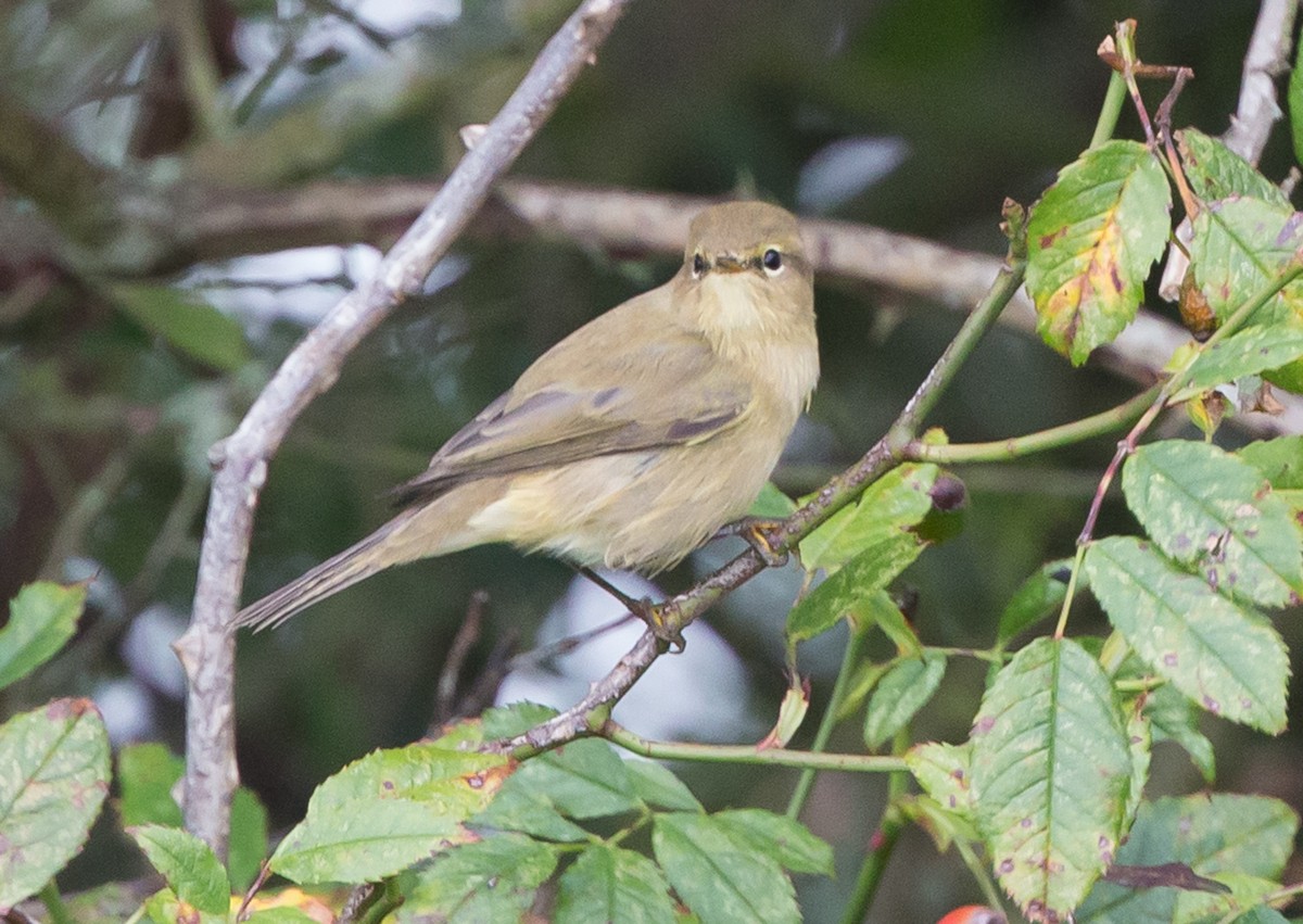 Pouillot véloce - ML651809020