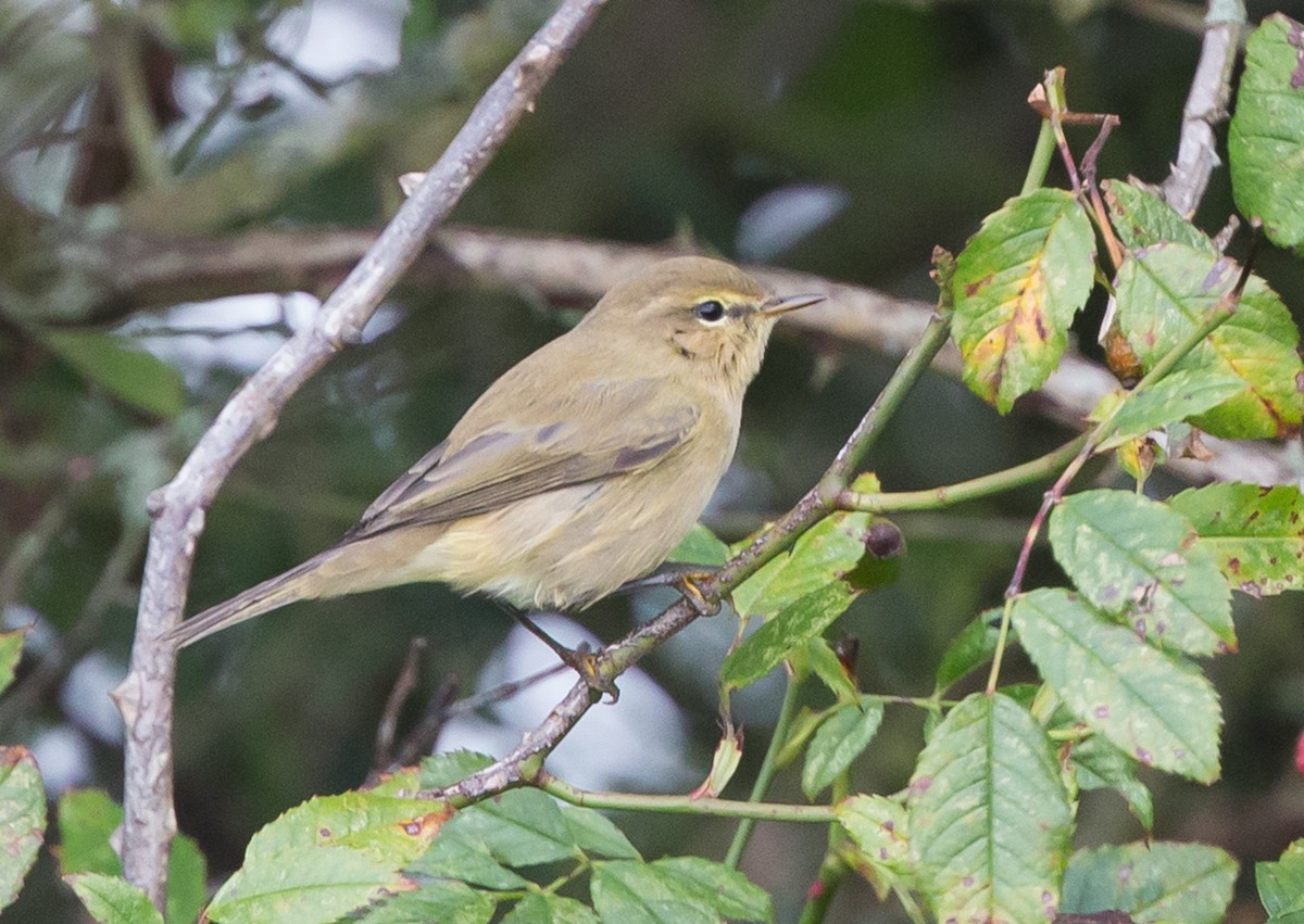 Pouillot véloce - ML651809021