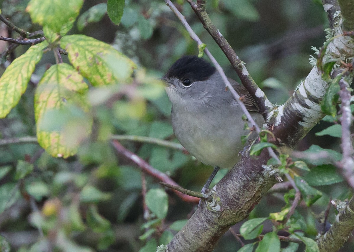 Fauvette à tête noire - ML651809029