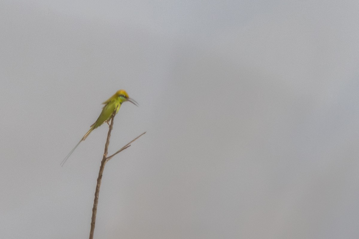 African Green Bee-eater - ML651809830