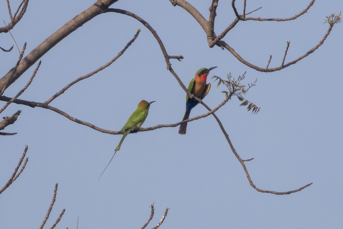 שרקרק צהוב גרון - ML651809947