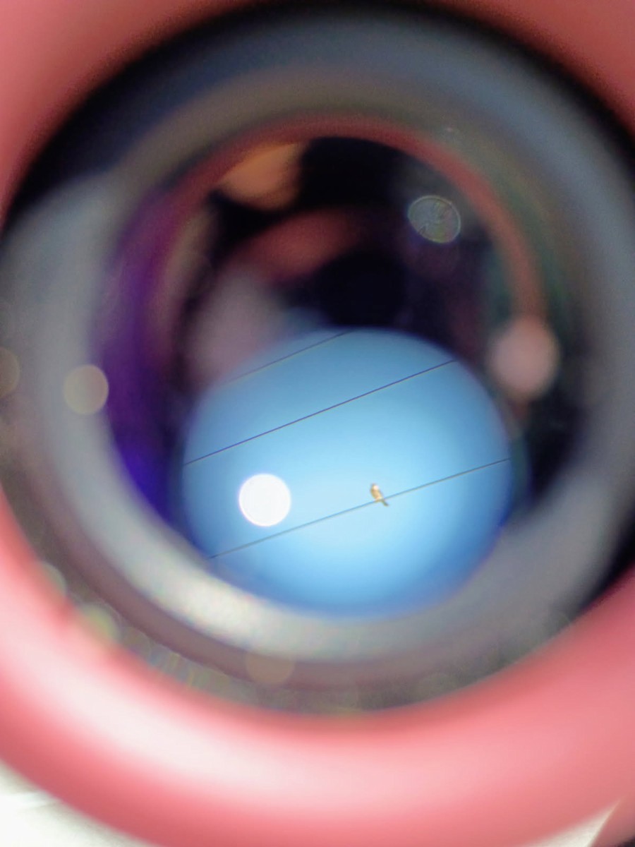 American Kestrel - ML651810053