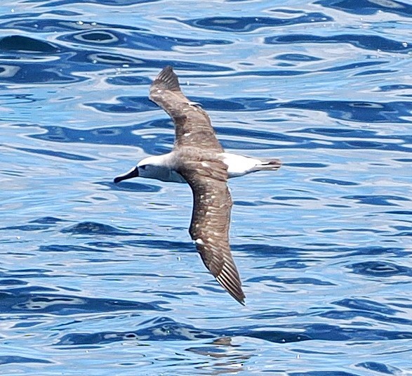 Atlantic Yellow-nosed Albatross - ML651810162