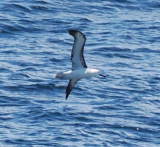Atlantic Yellow-nosed Albatross - ML651810163