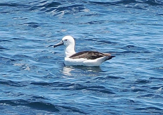 Atlantic Yellow-nosed Albatross - ML651810164