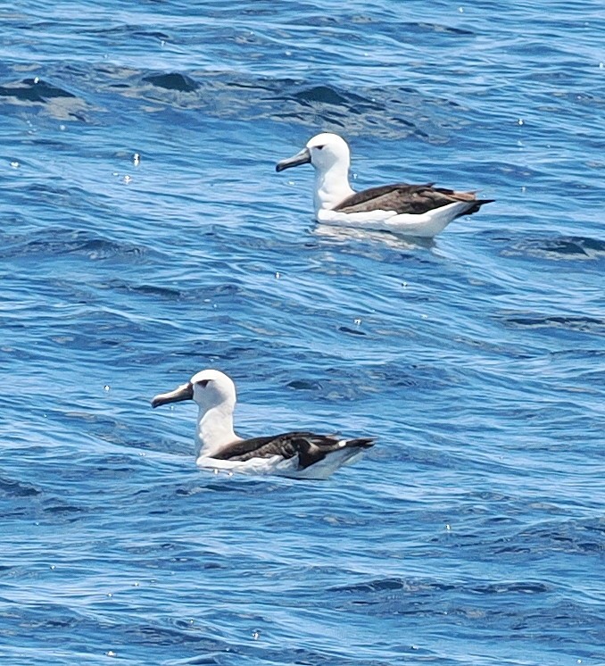 Atlantic Yellow-nosed Albatross - ML651810165