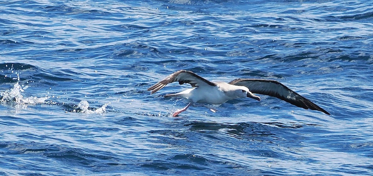 Atlantic Yellow-nosed Albatross - ML651810166