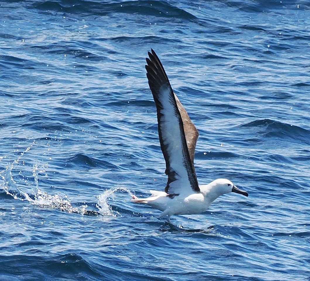 Atlantic Yellow-nosed Albatross - ML651810167