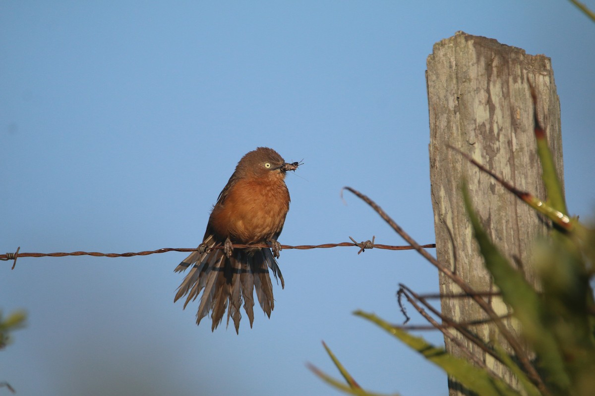 Rufous Chatterer - ML651810509