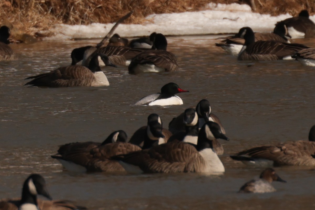 Gänsesäger - ML651811146