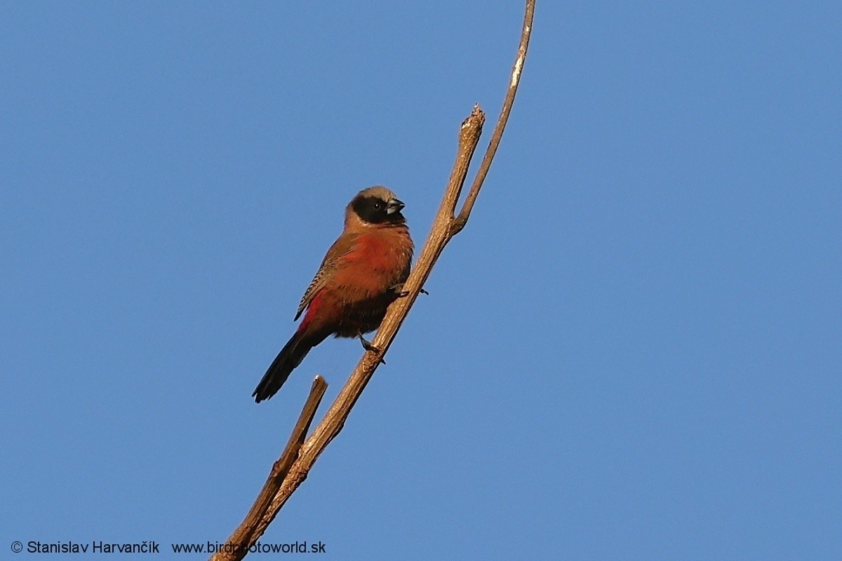 Black-faced Waxbill - ML651811175
