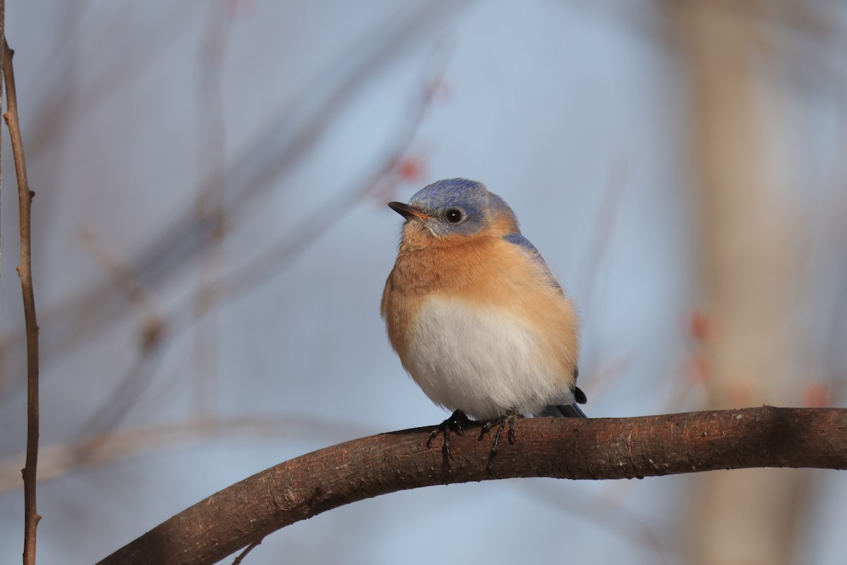 Rotkehl-Hüttensänger - ML651811196