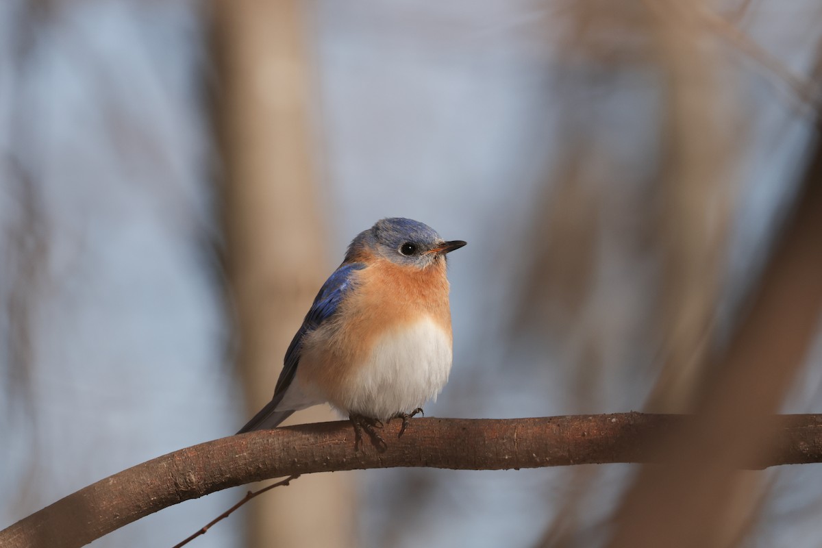 Rotkehl-Hüttensänger - ML651811197