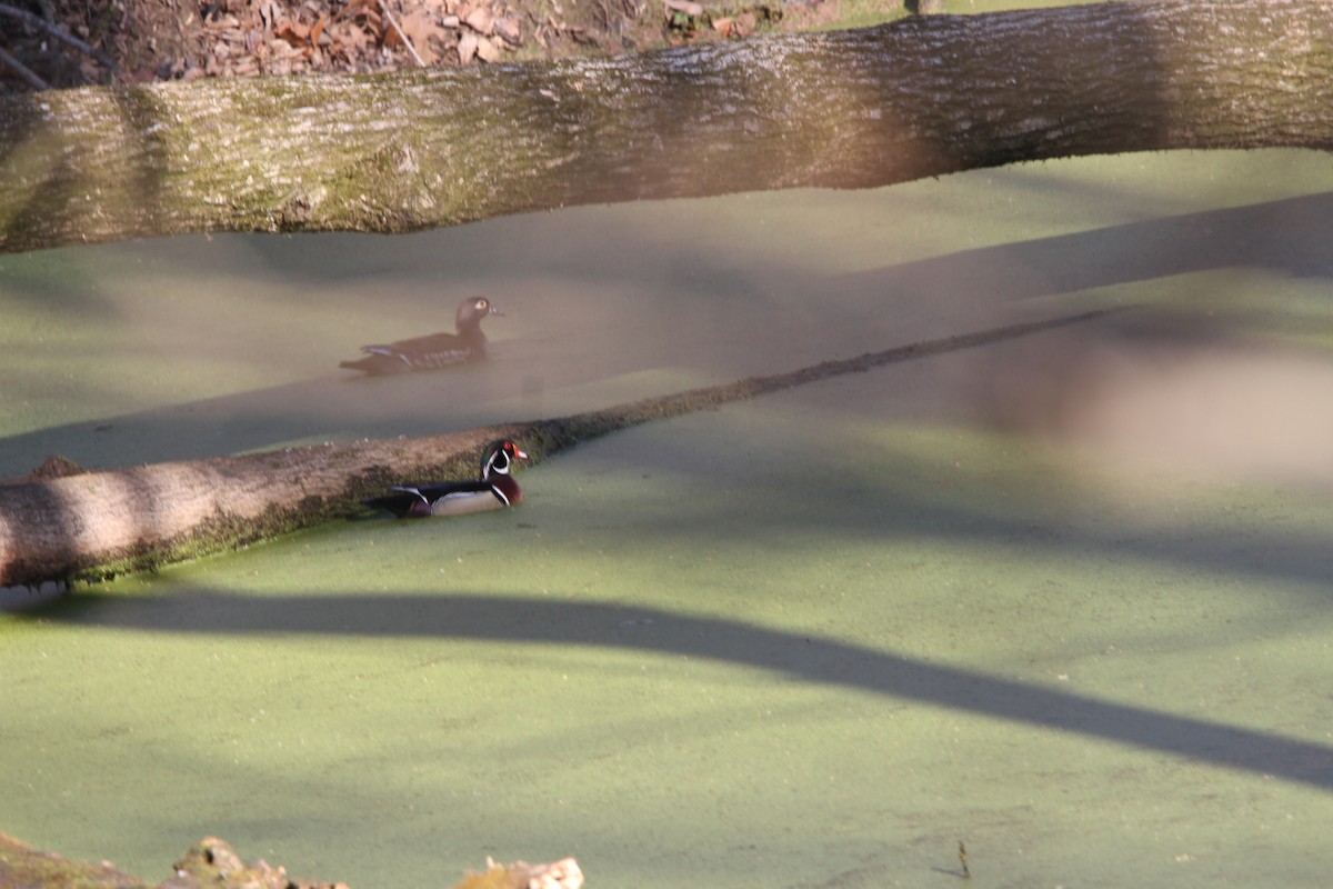 Canard branchu - ML651811397