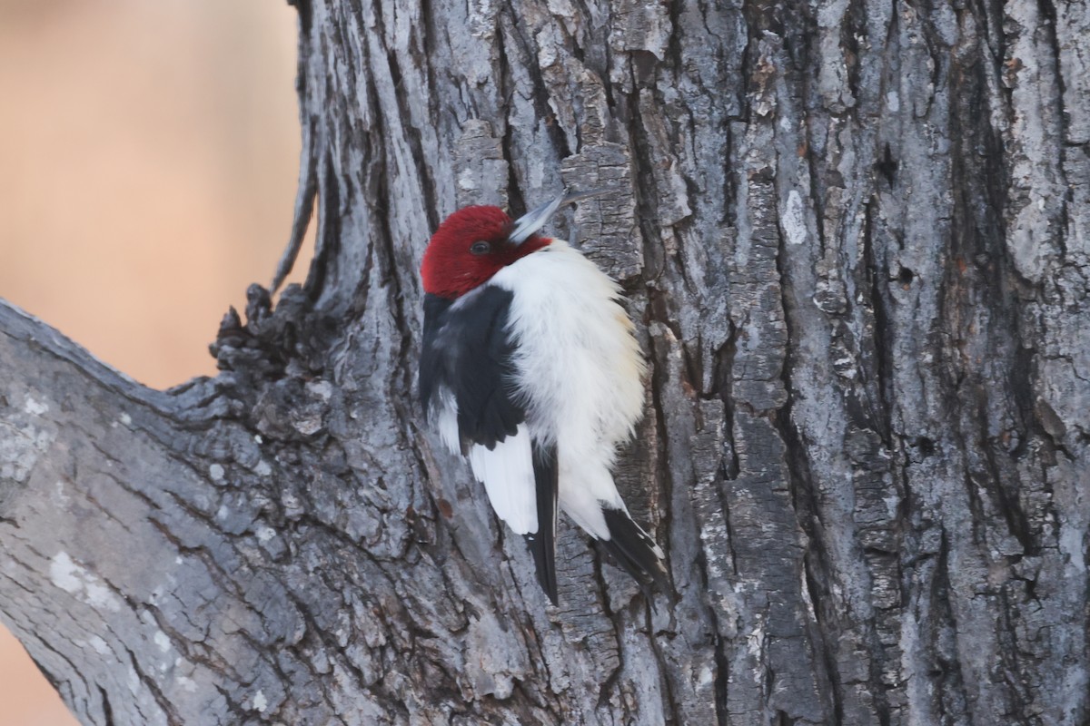 Rotkopfspecht - ML651811413