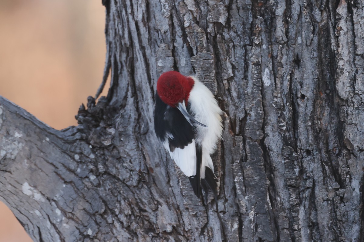 Rotkopfspecht - ML651811414