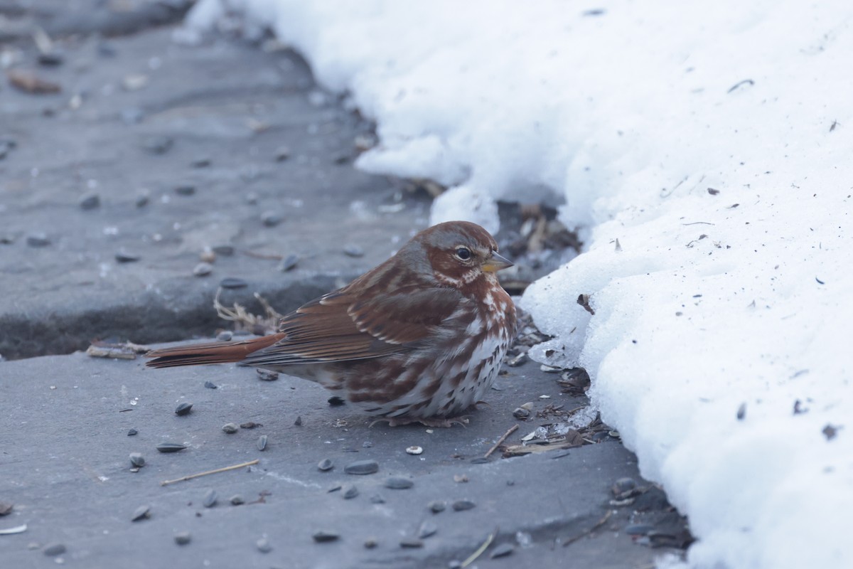 Fuchsammer - ML651811419