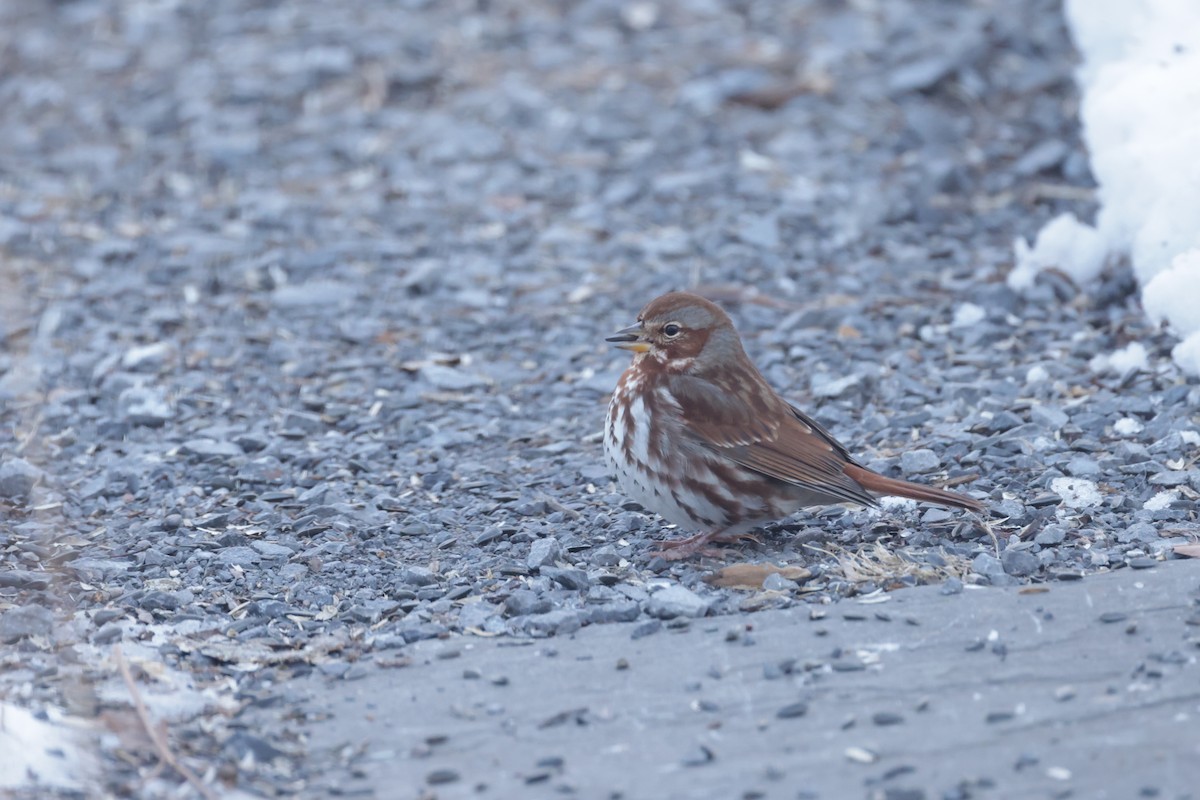 Fuchsammer - ML651811420