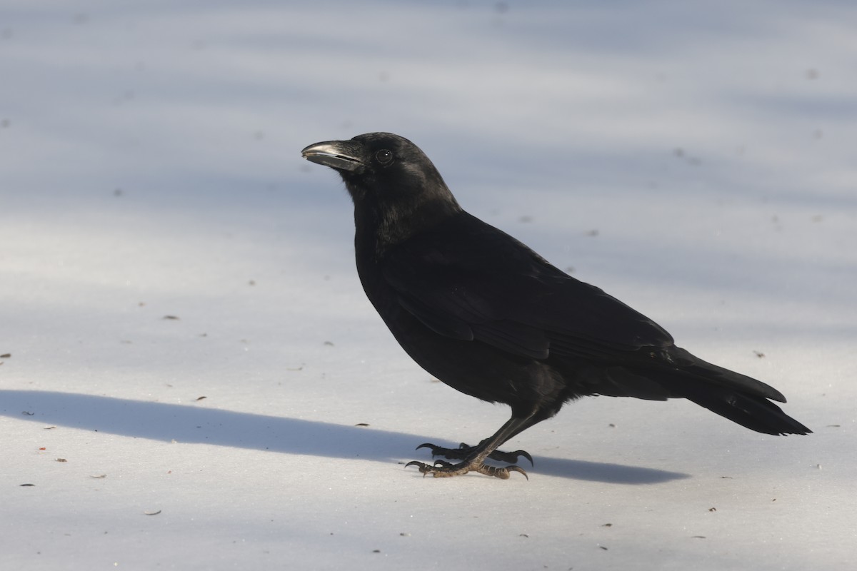 Amerikakrähe - ML651811467