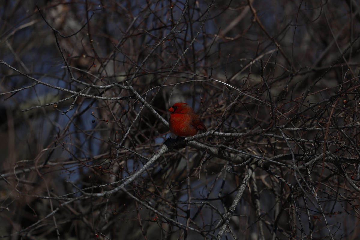 Northern Cardinal - ML651811489