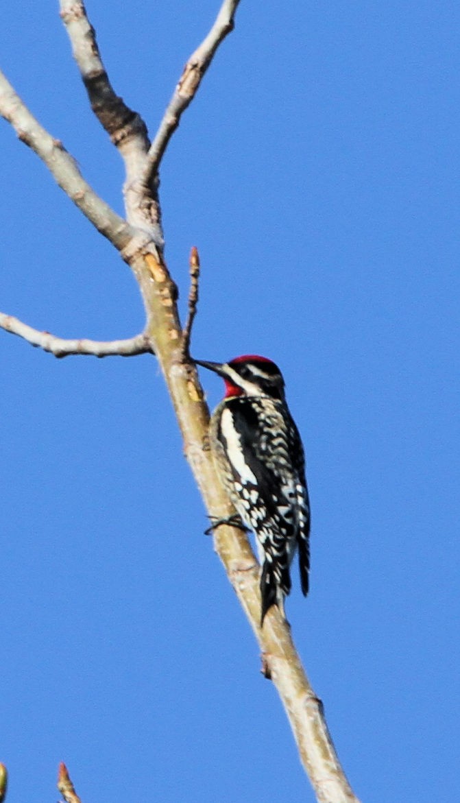 Pic maculé - ML651811499