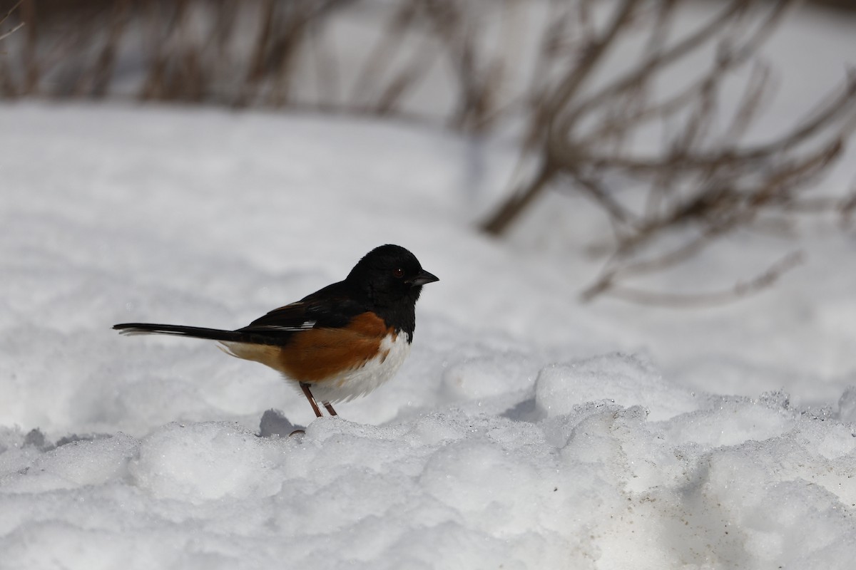 Eastern Towhee - ML651811500
