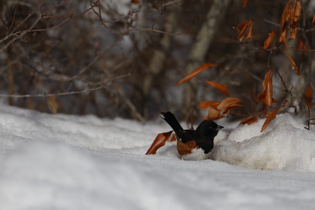 Eastern Towhee - ML651811501