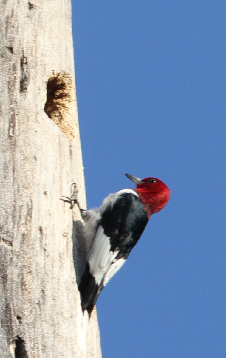 Pic à tête rouge - ML651811509