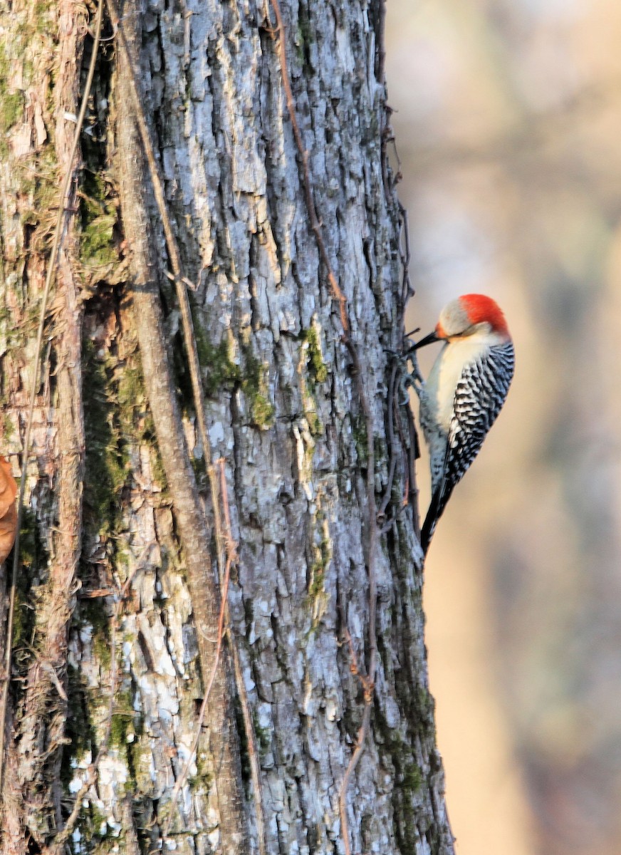 Pic à ventre roux - ML651811525