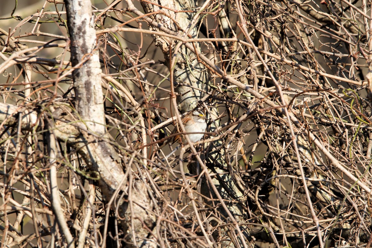 Bruant à gorge blanche - ML651811553