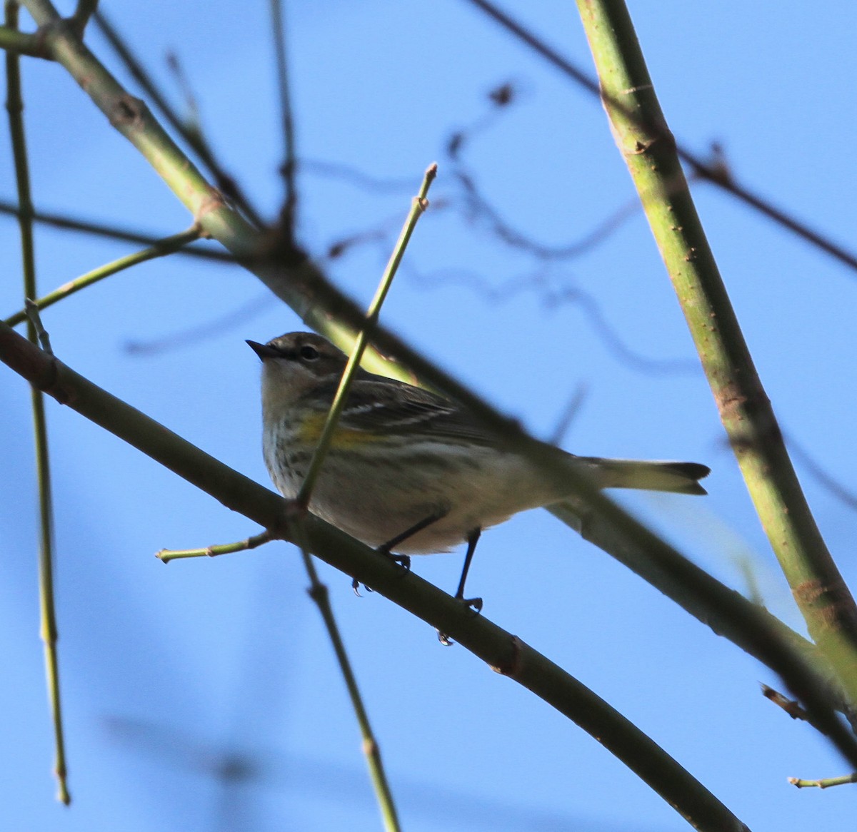 Paruline à croupion jaune - ML651811559