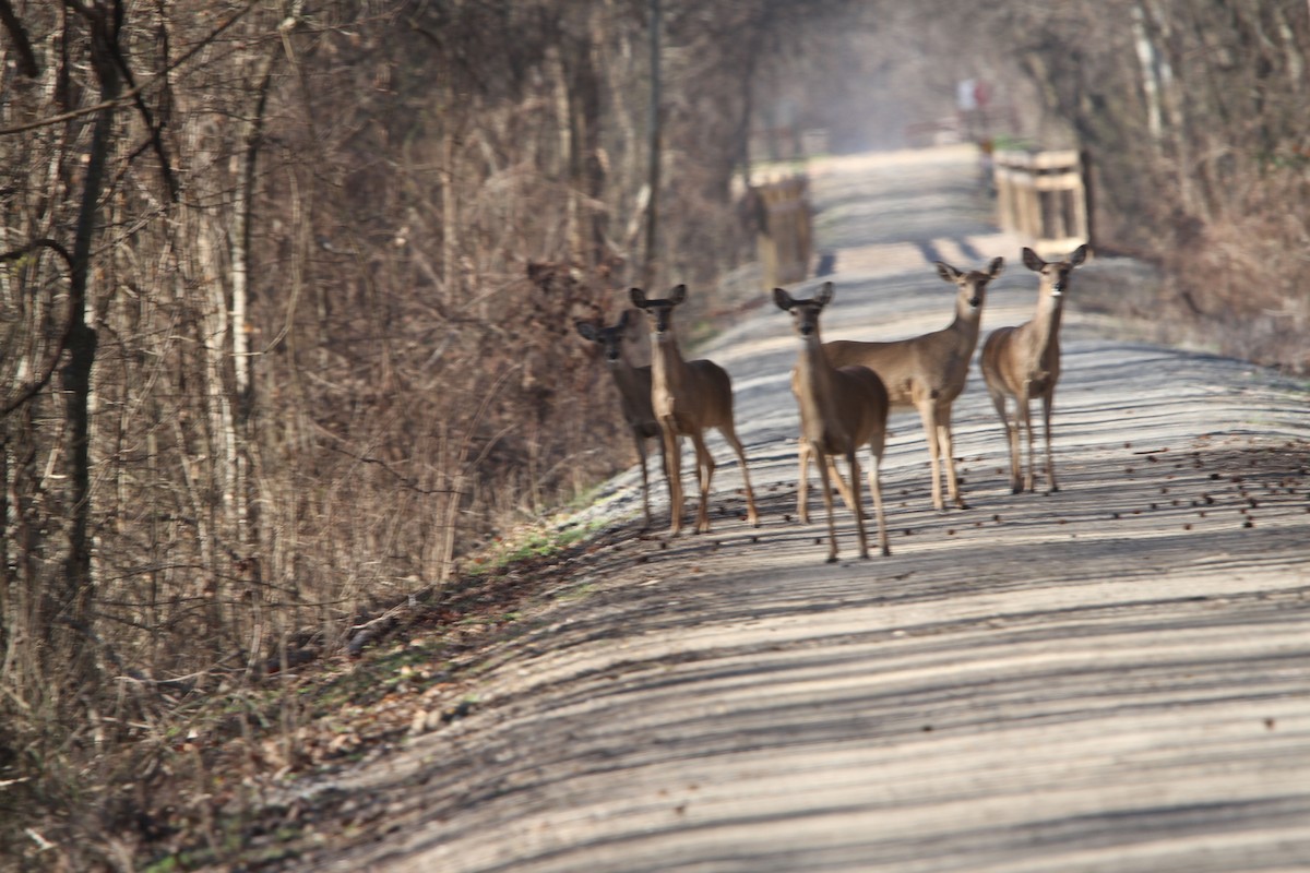 cerf de Virginie - ML651811579
