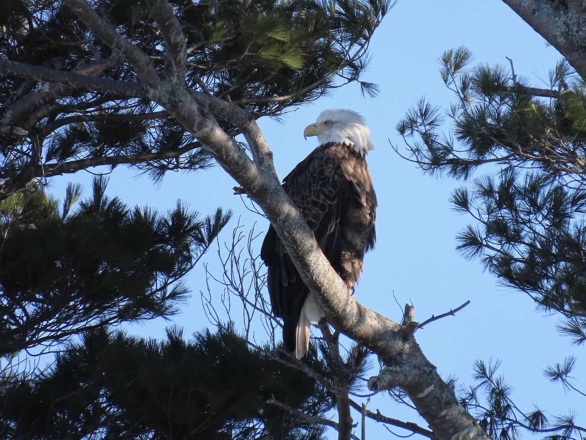 Bald Eagle - ML651811672