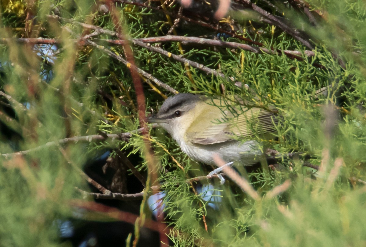 Vireo occhirossi - ML651811977