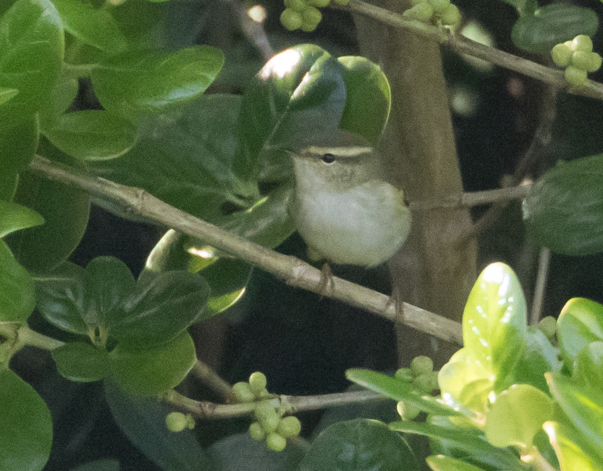 Luì forestiero - ML651811985