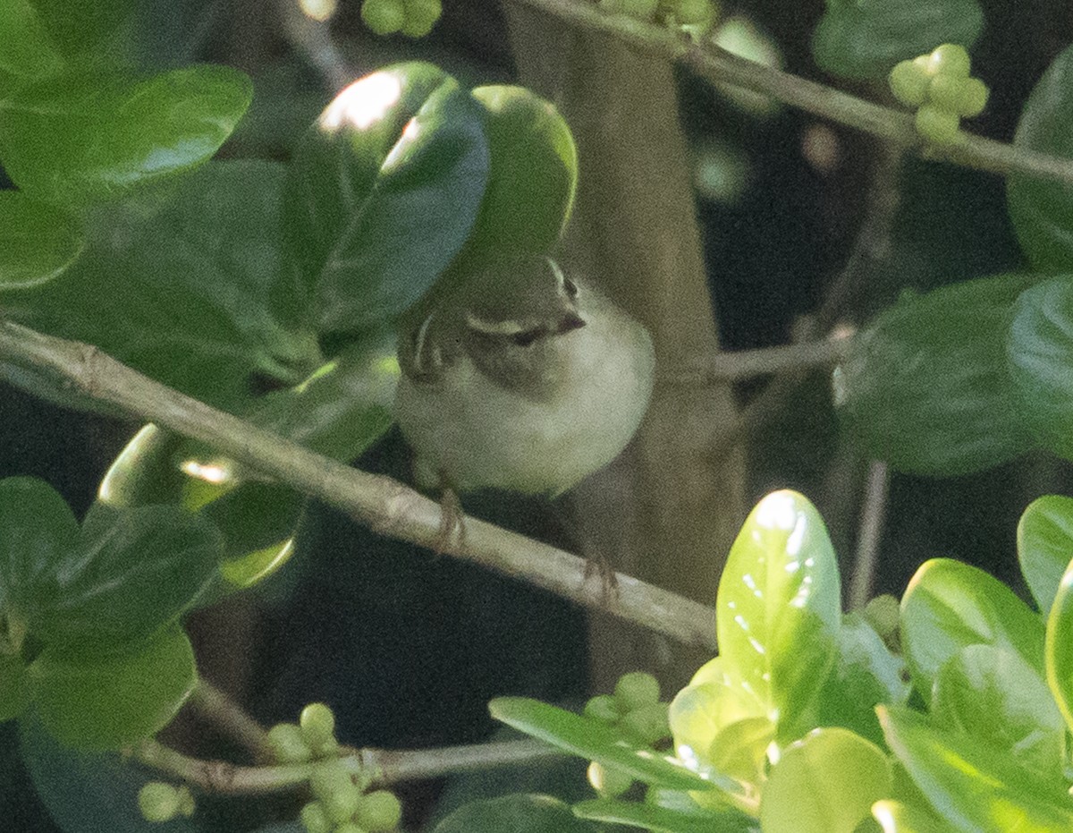 Luì forestiero - ML651811986