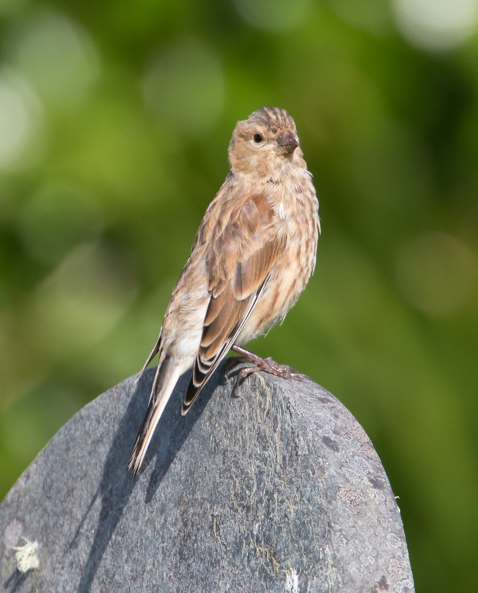 Fanello - ML651811993