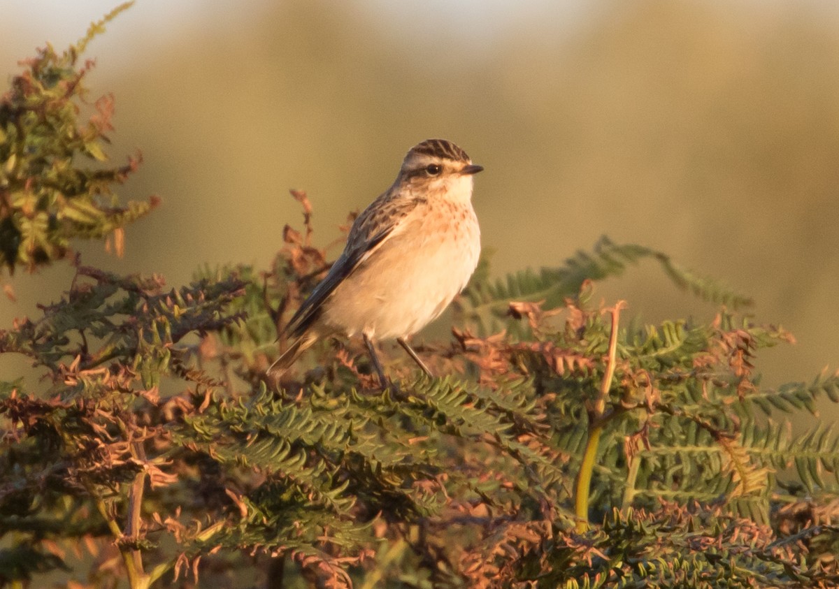 Stiaccino - ML651812376