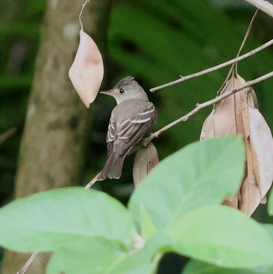 Doğulu Pivi - ML651812394