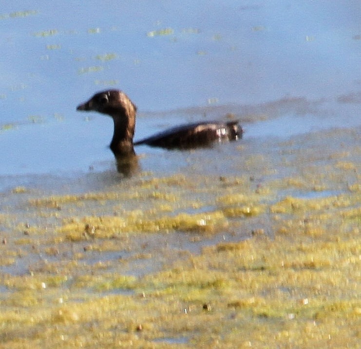 Grèbe à bec bigarré - ML651812427