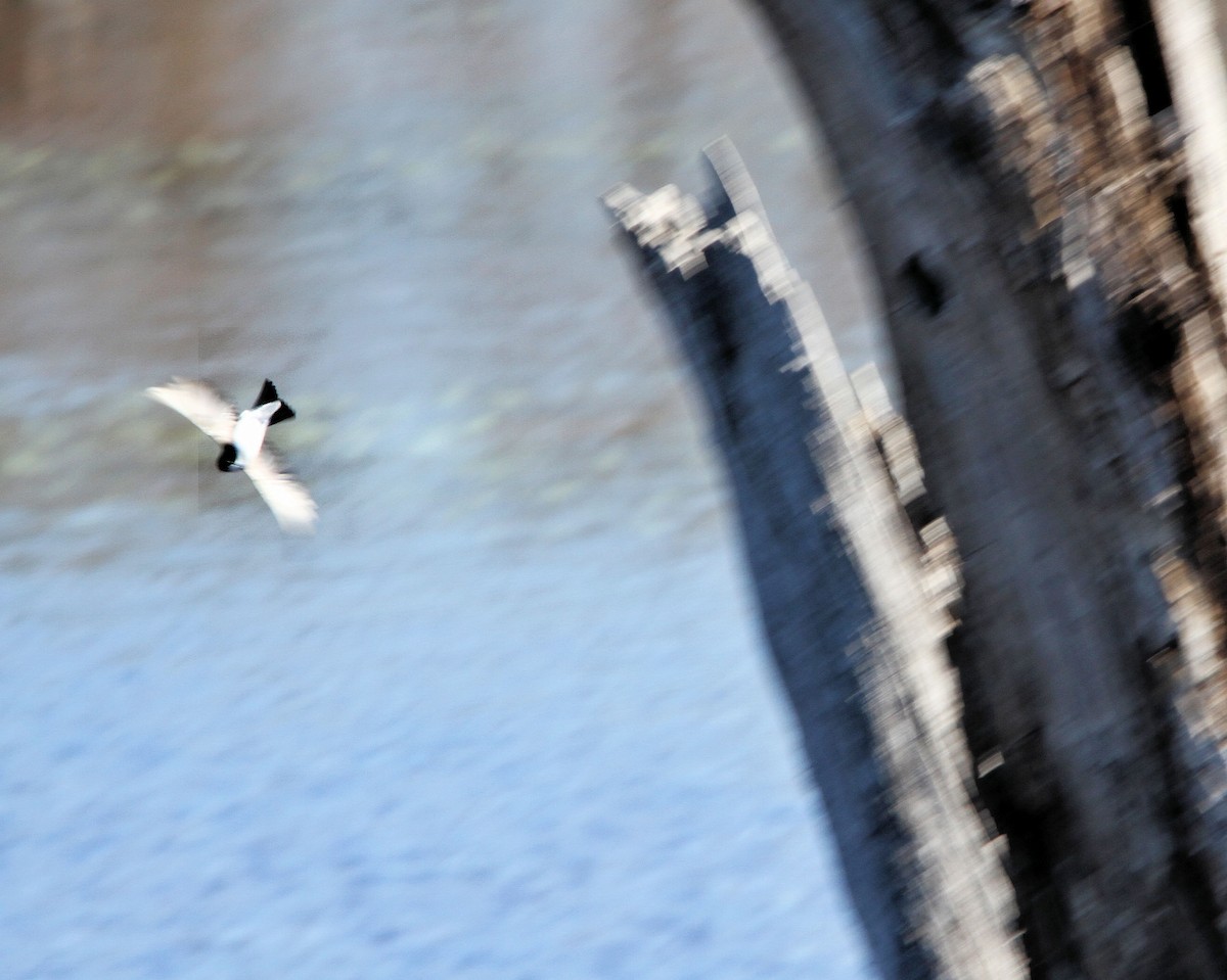 Hirondelle bicolore - ML651812480