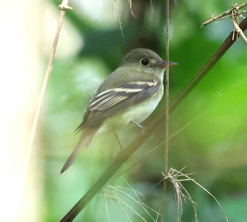 Восточный мухолов - ML651812496