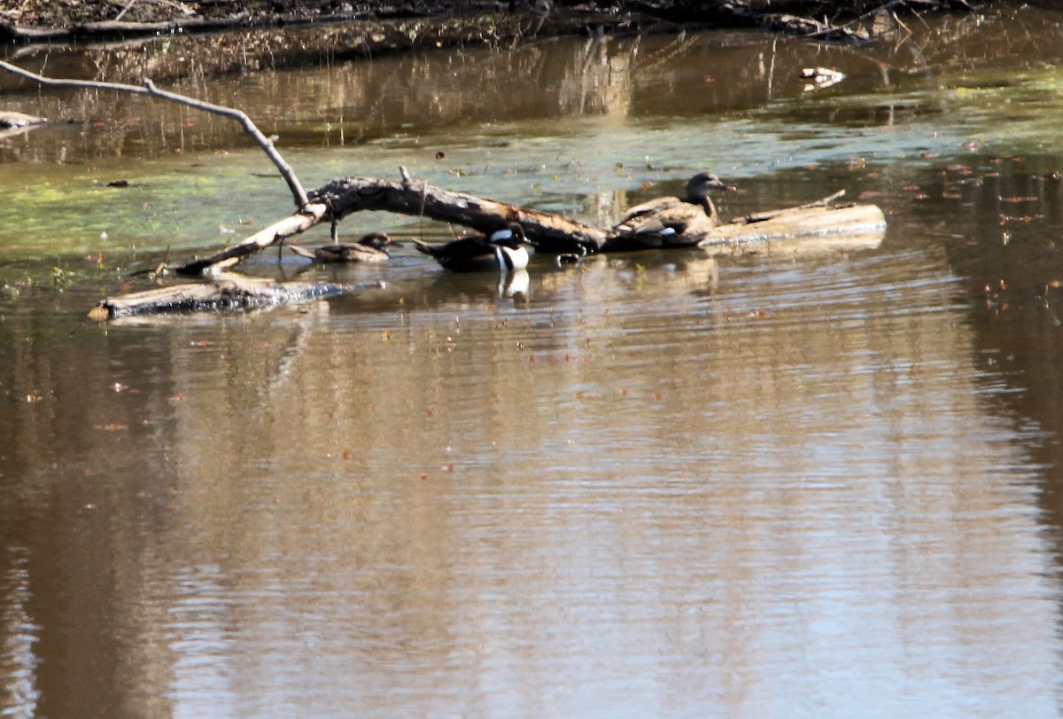 Harle couronné - ML651812557