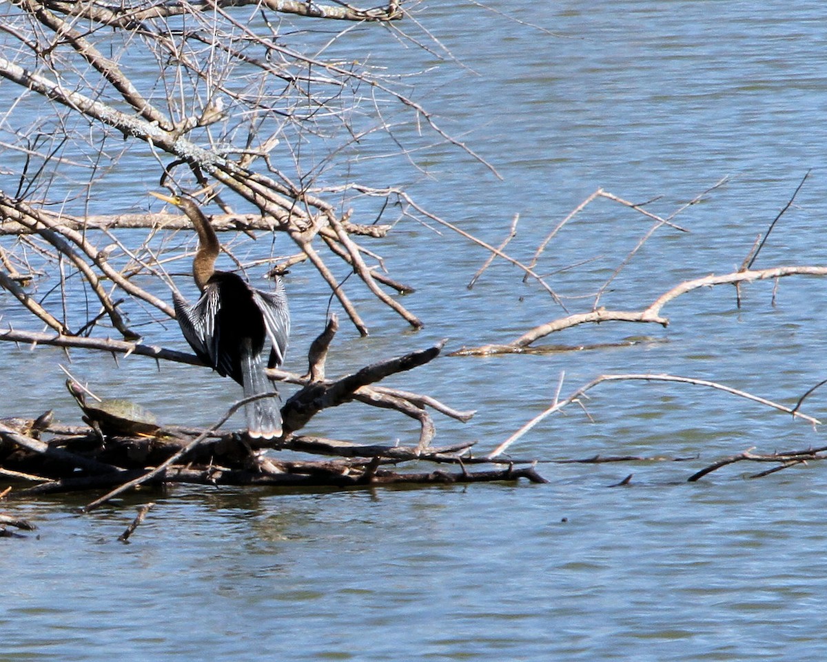 Anhinga d'Amérique - ML651812567