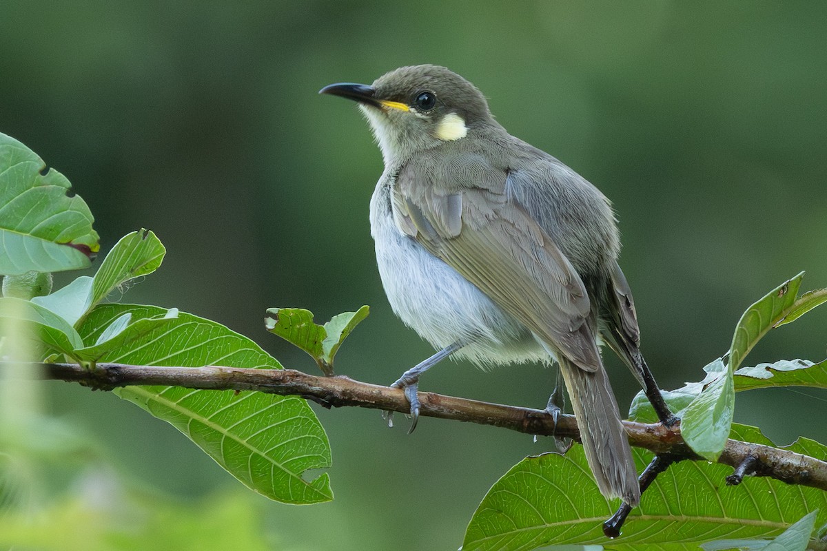 Изящный медосос - ML651812572