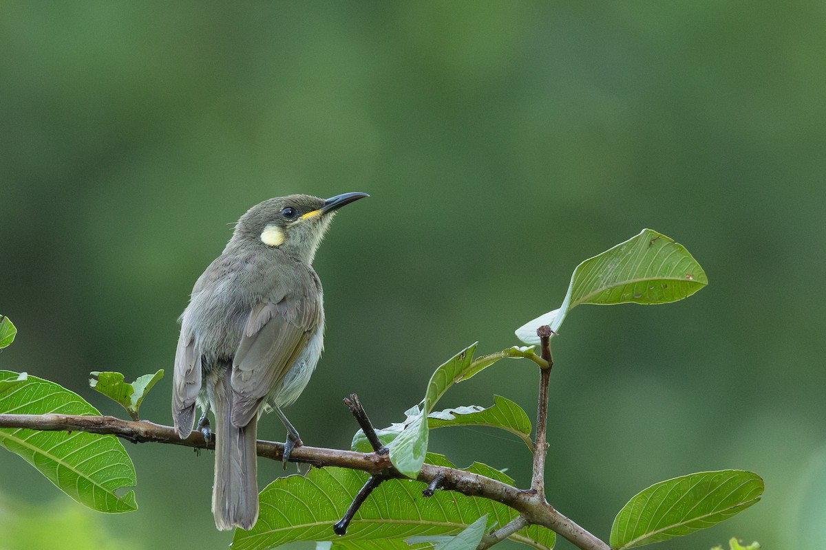 Изящный медосос - ML651812573