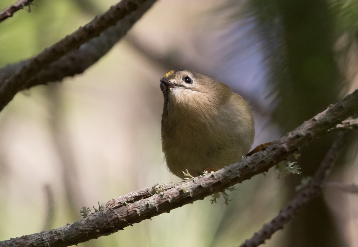 Regolo - ML651814243