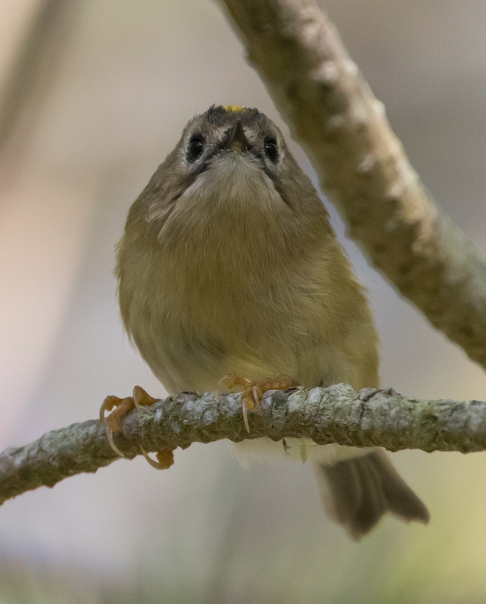 Regolo - ML651814244